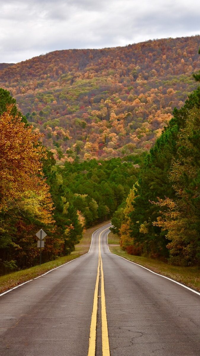 road between field of trees