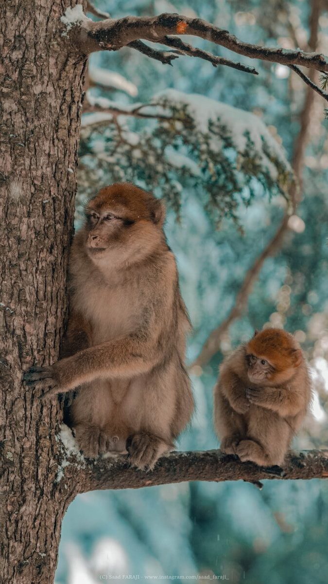 brown monkey on brown tree